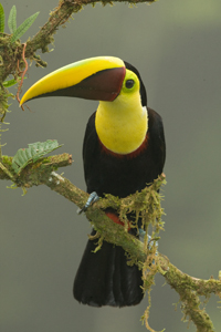 chestnut mandibile toucan